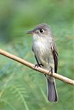 Cuban Pewee